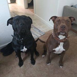 Meet your Posher, Julian